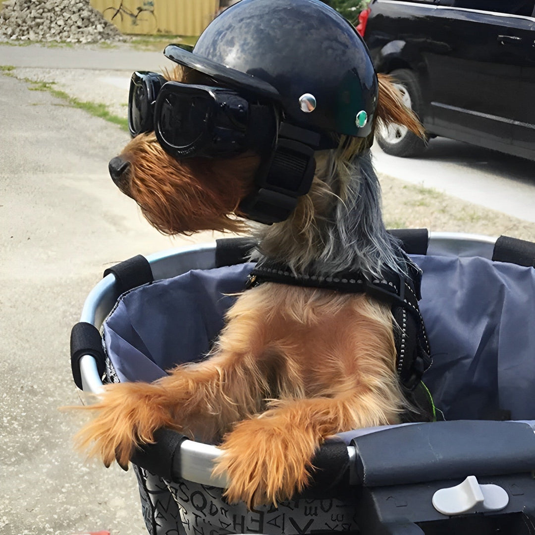 Hjelm og beskyttelsesbriller til hunde – Moderigtigt og sikkert