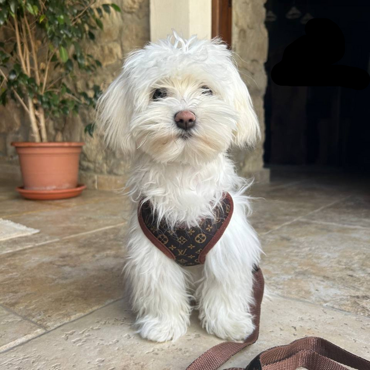 Sele- og snorsæt – PawLuxe