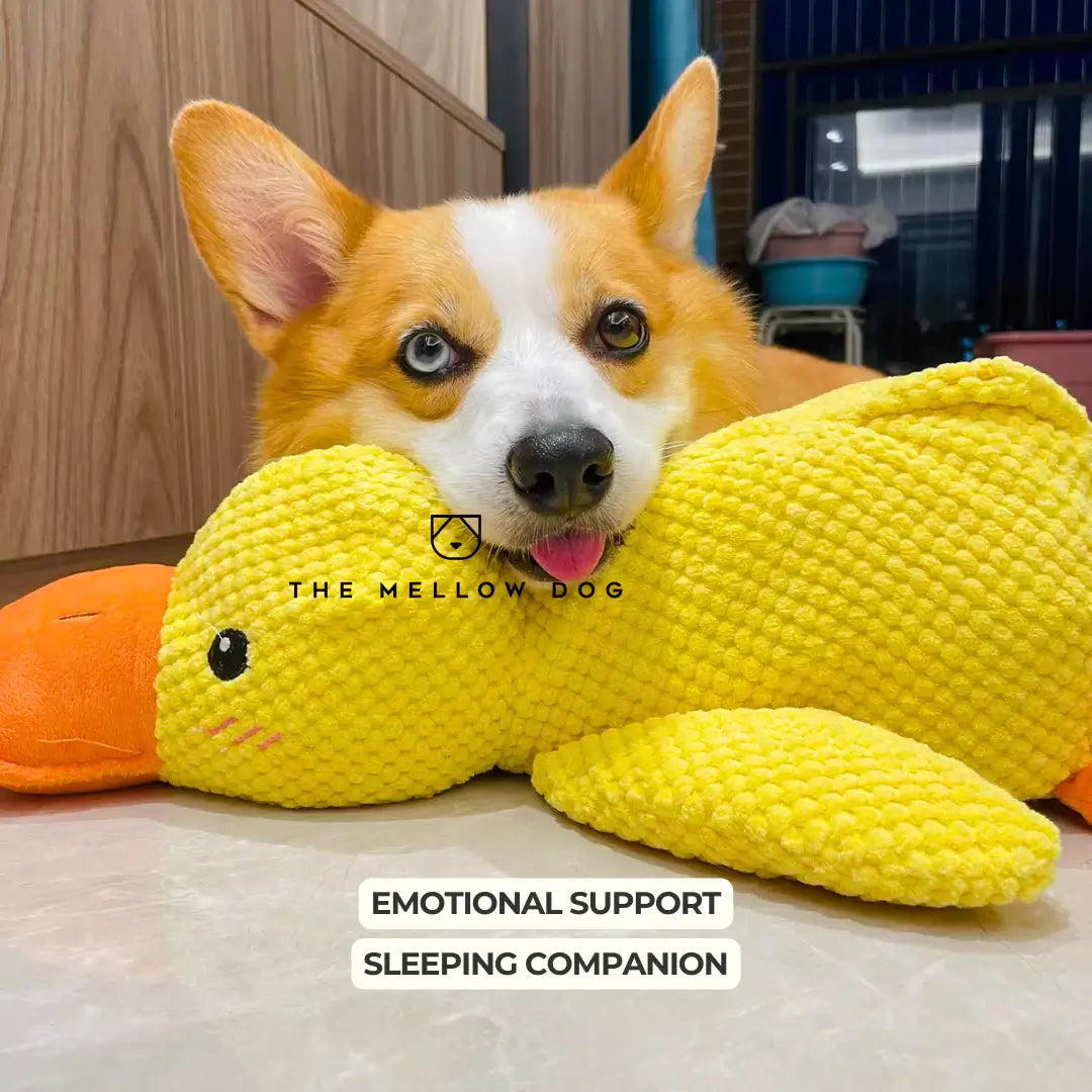 Calming And - til din hunds glæde og velvære