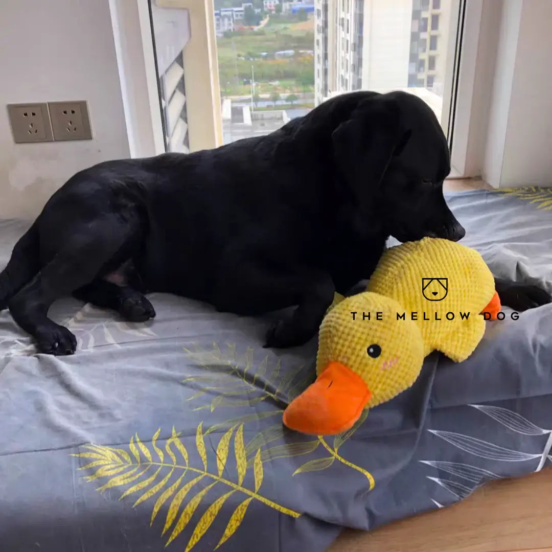 Calming And - til din hunds glæde og velvære
