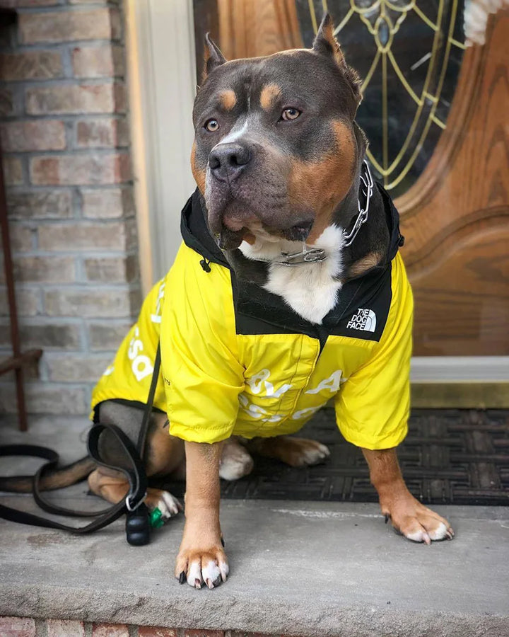PawDry vandtæt hundejakke | Let vindtæt jakke til fransk bulldog, chihuahua og andre