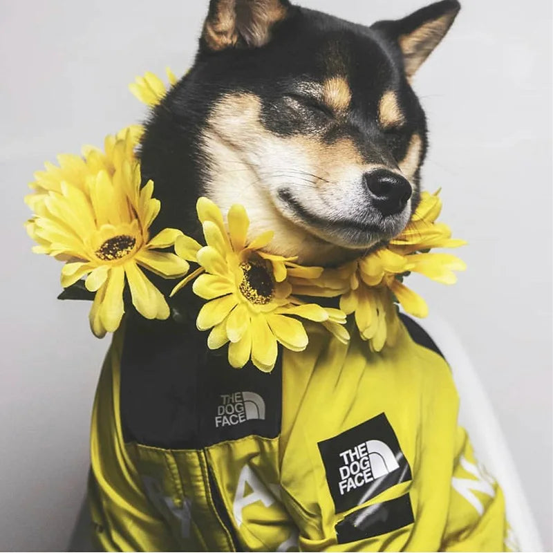 PawDry vandtæt hundejakke | Let vindtæt jakke til fransk bulldog, chihuahua og andre