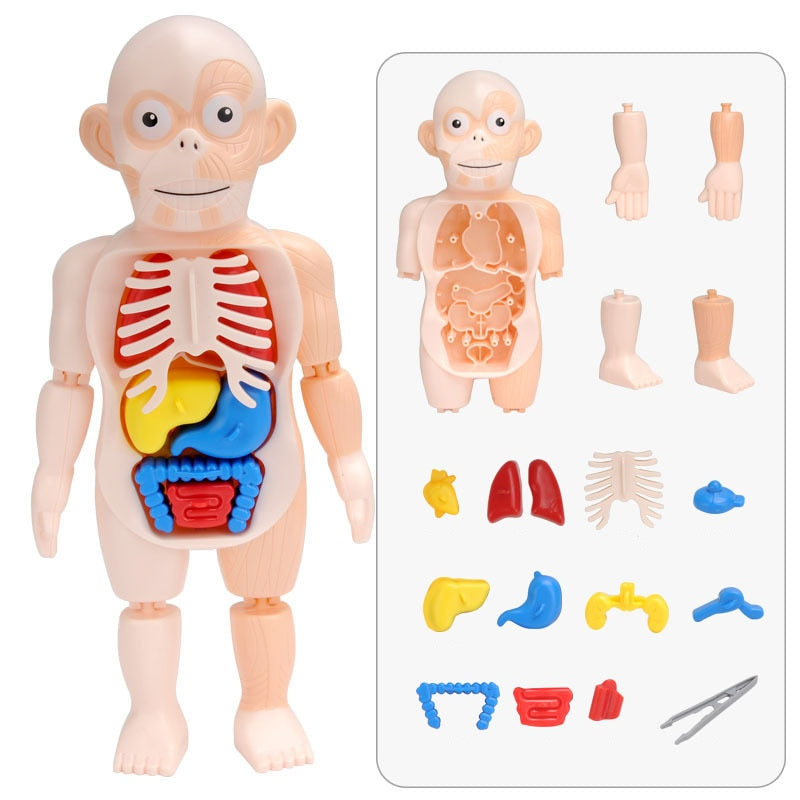Pædagogisk anatomisæt til børn – Dr. Bones