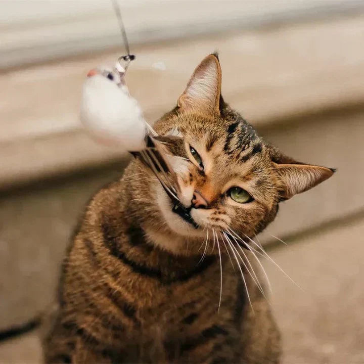 Interaktivt legetøj til katte - FlutterFriend