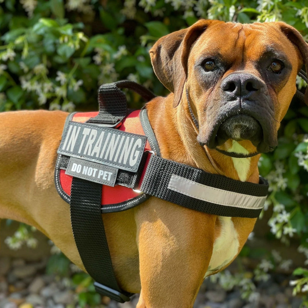 Personligt tilpasselig hundesele – reflekterende og støttende design